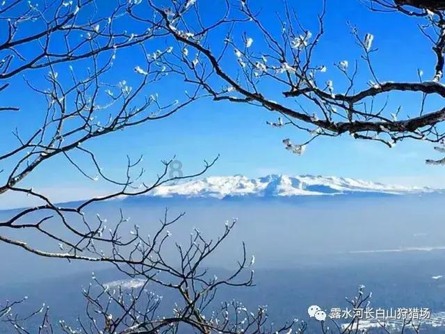 在长江南京段出现的“豚坚强”,身上有伤依然在江中自由嬉戏,江豚保护志愿者:放心,受伤处正在好转